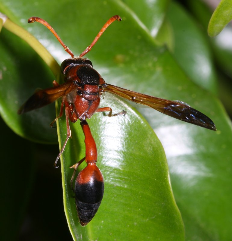 Delta%20dimidiatipenne_1457.jpg