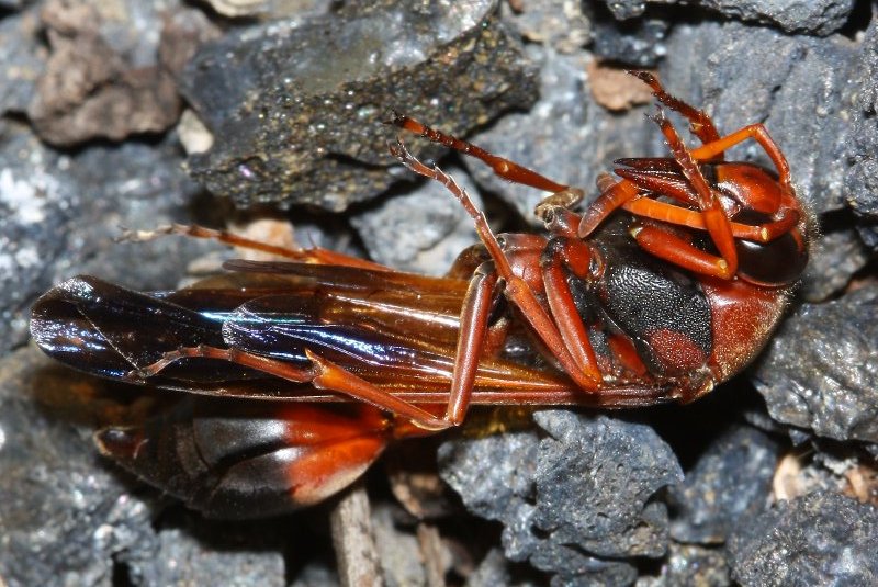 Delta%20dimidiatipenne_1473.jpg