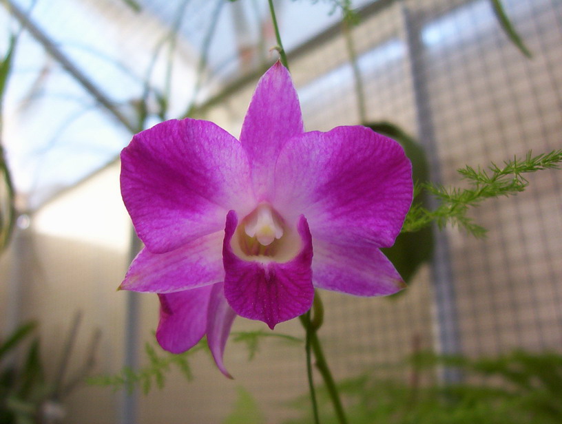 Demdrobium2008.jpg