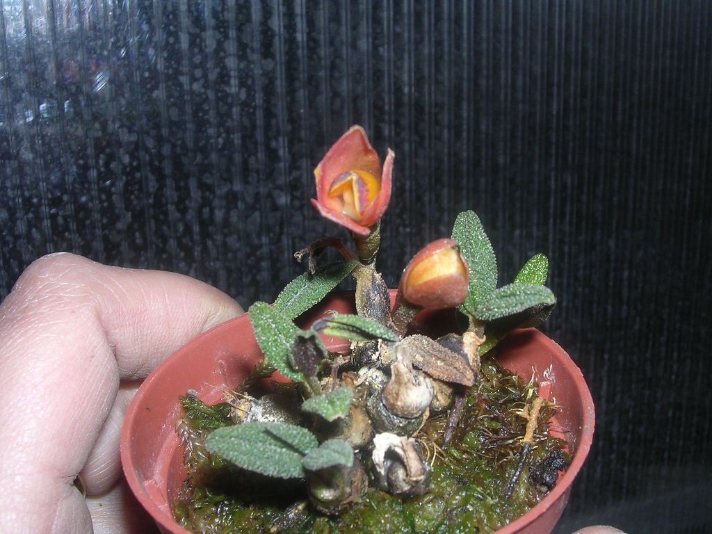 Den.%20cuthbersonii.JPG