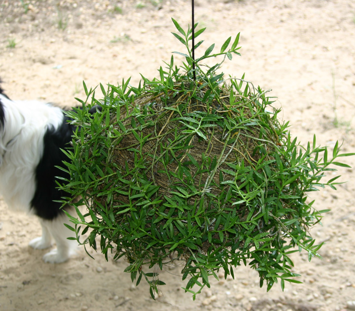 Den%20loddigesii%20mount.jpg