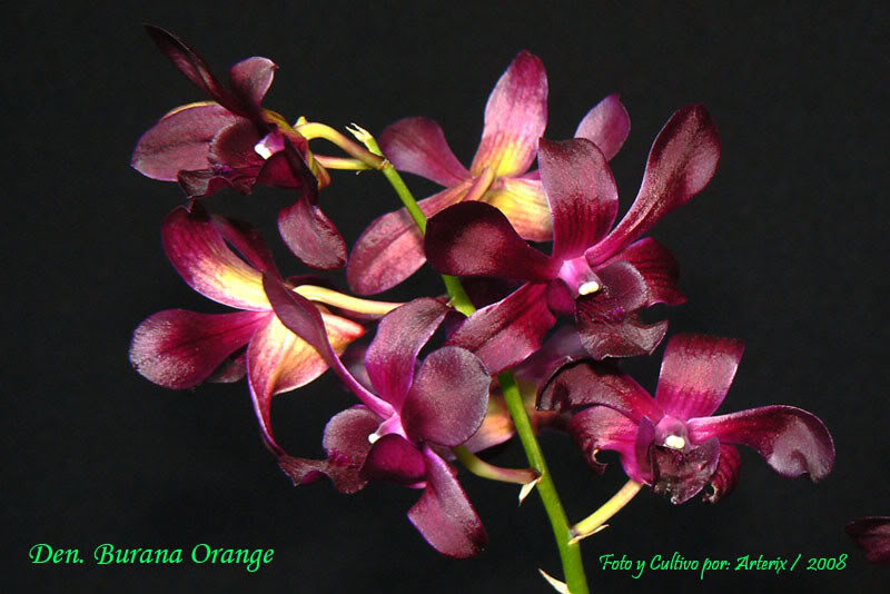 den_burana_orange_02.jpg