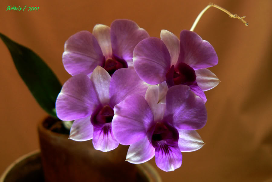Den_phalaenopsis.jpg