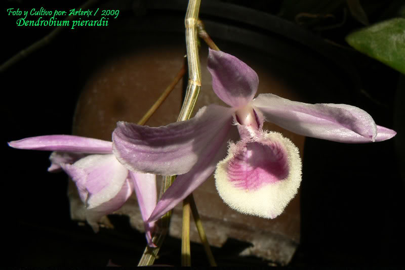 Den_sp_01_03.jpg
