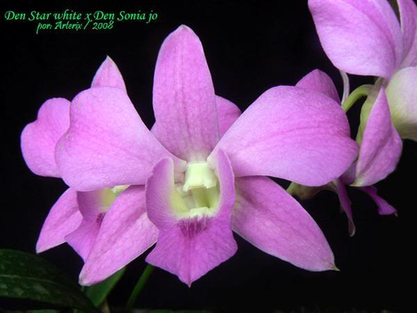 Den_Star_white_x_Den_Sonia_jo.jpg