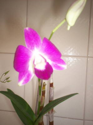 dendro01.JPG