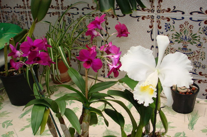 dendro_phalaenopsis_y_cat_trianae.jpg