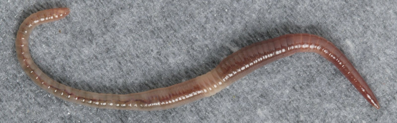 Dendrobaena%20octaedra%2045_003crop.jpg