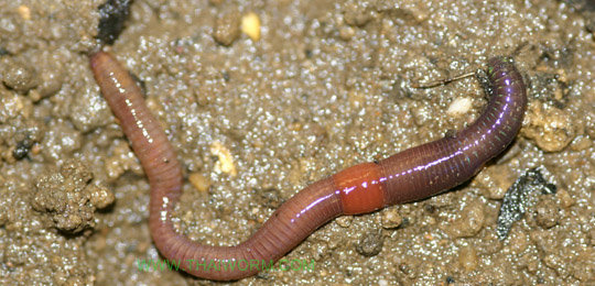 dendrobaenaoctaedra2.jpg