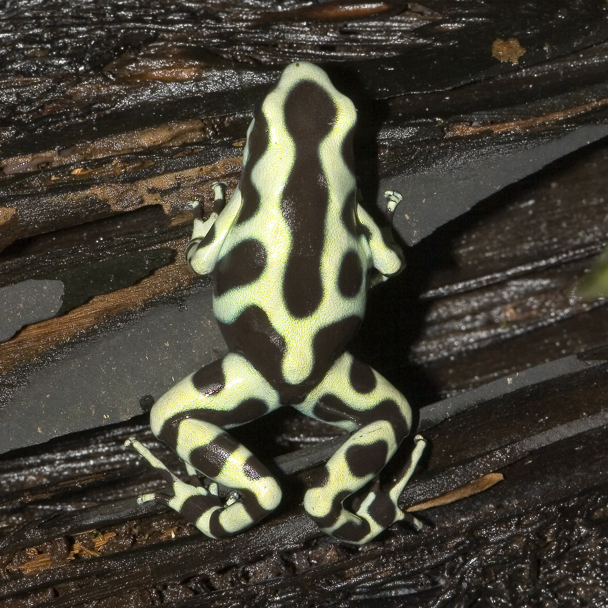 Dendrobates.auratus.7039.jpg