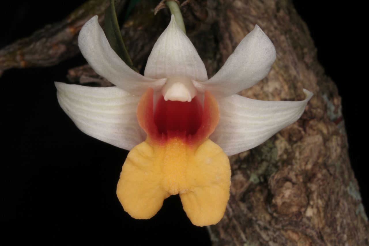 dendrobibellatulum.jpg