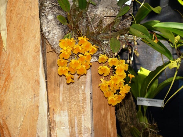 Dendrobium%20Aggregatum.jpg
