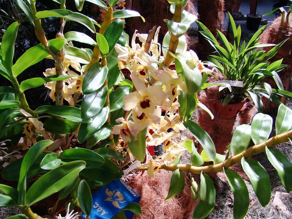 Dendrobium%20Golden%20Blossom1.jpg