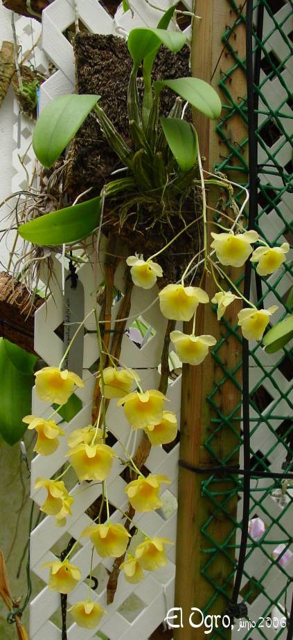 Dendrobium%20lindleyii%20%28aggregatum%29%202006%200601%20DSC06004.jpg