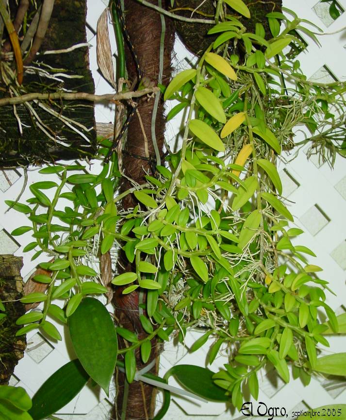 Dendrobium%20loddigesii%202005%200928%20DSC05230.jpg