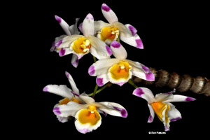 Dendrobium%20pendulum2%20copy.jpg