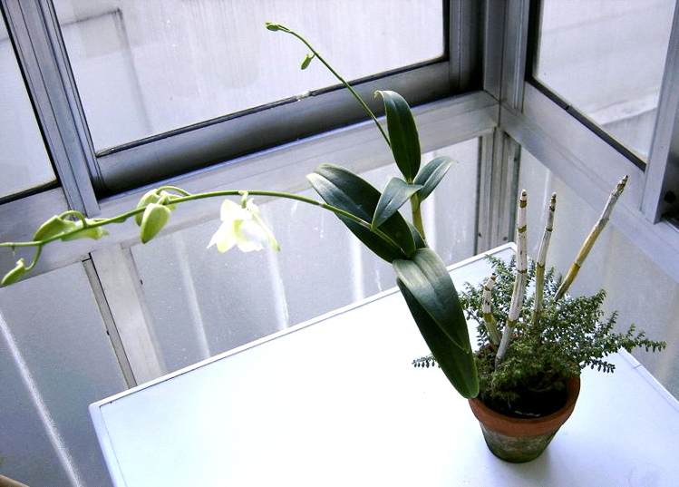 dendrobium%20phalaenopsis.jpg