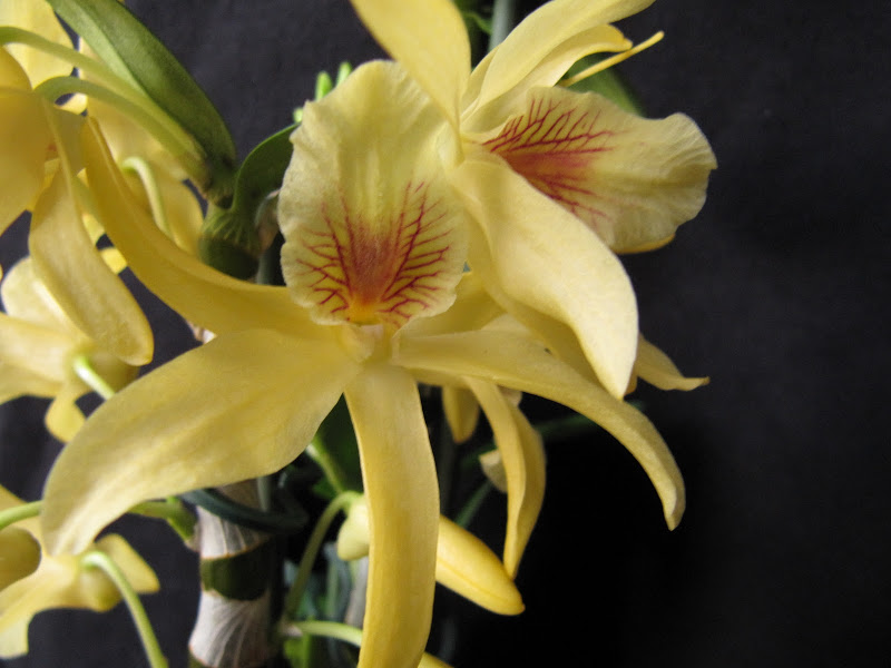 Dendrobium%20Stardust%20Choyomi%20-%20Mar%202010%20%2820%29.JPG