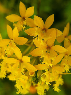 Dendrobium+A.jpg