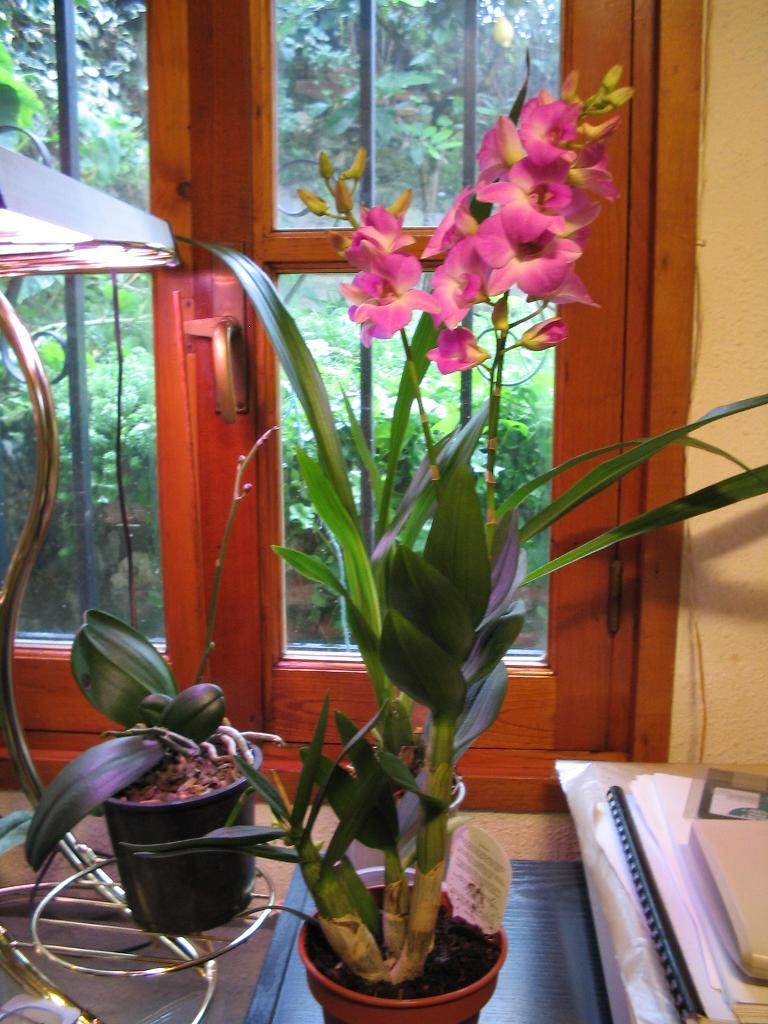 dendrobium-a.jpg