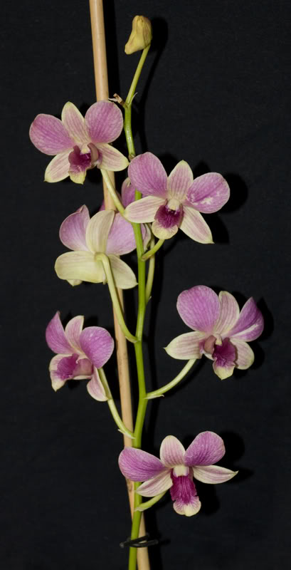 dendrobium.jpg