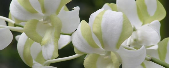 dendrobium-liberty.jpg