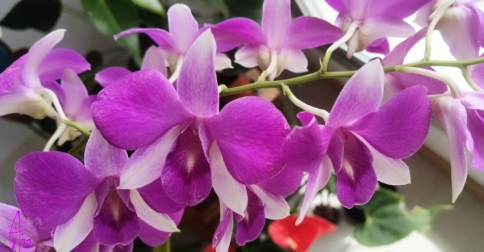 Dendrobium-noid-bigibbum-hybrid.jpg