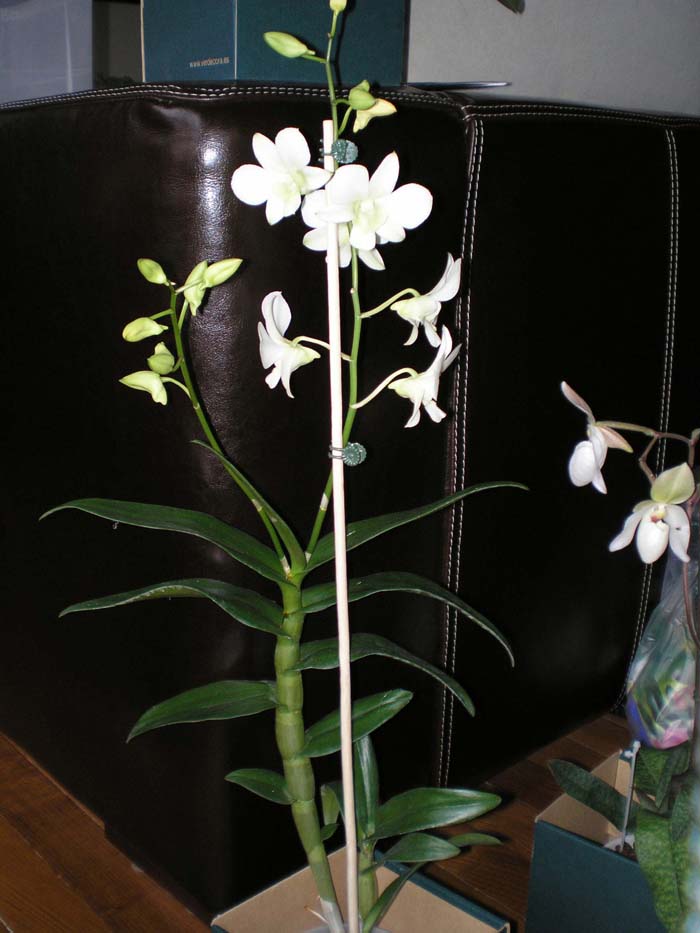 Dendrobium ochreatum1.jpg