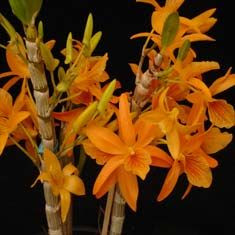 Dendrobium+Stardust+Fire+Bird_G.jpg