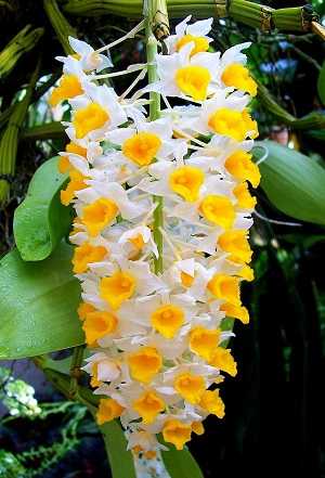 Dendrobium-thyrsiflorum-3.jpg