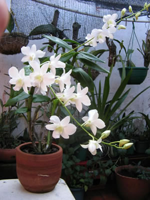 dendrobium1.jpg