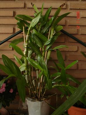dendrobium1.JPG