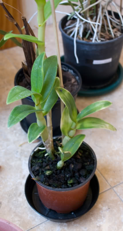 dendrobium2.jpg