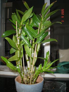 dendrobium2.JPG
