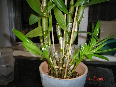 dendrobium3.JPG