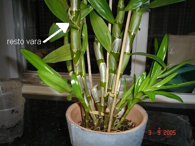 dendrobium5.JPG