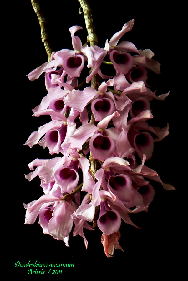 Dendrobium_anosmum_01_01-1.jpg