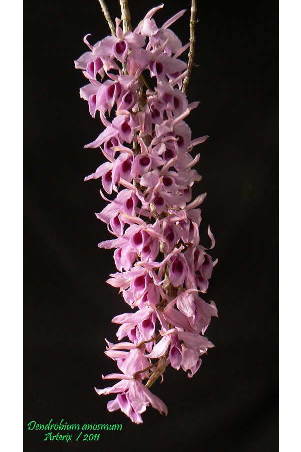 Dendrobium_anosmum_02_01.jpg