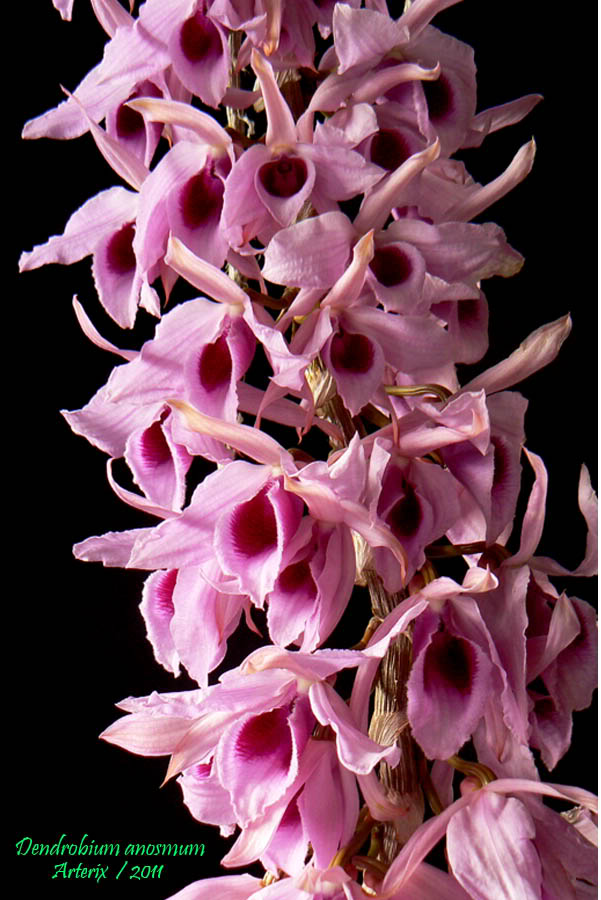 Dendrobium_anosmum_02_02.jpg