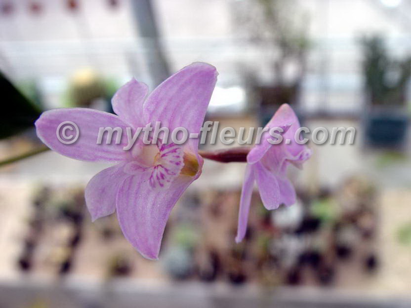 dendrobium_kingianum_select_leiden.jpg