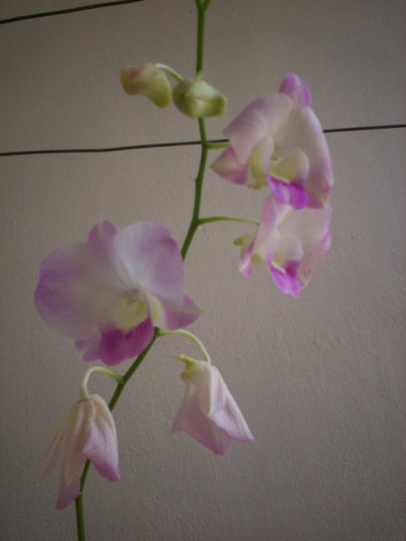 Dendrobium_Lady_Pink.JPG