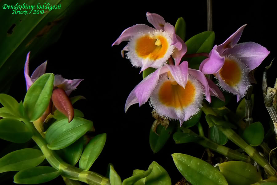Dendrobium_loddigesii_01.jpg