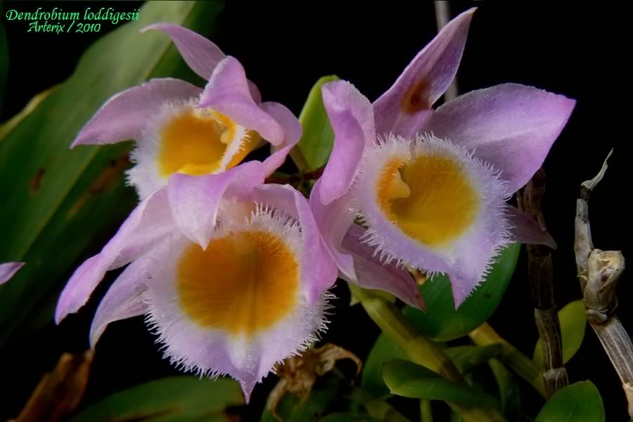 Dendrobium_loddigesii_02.jpg
