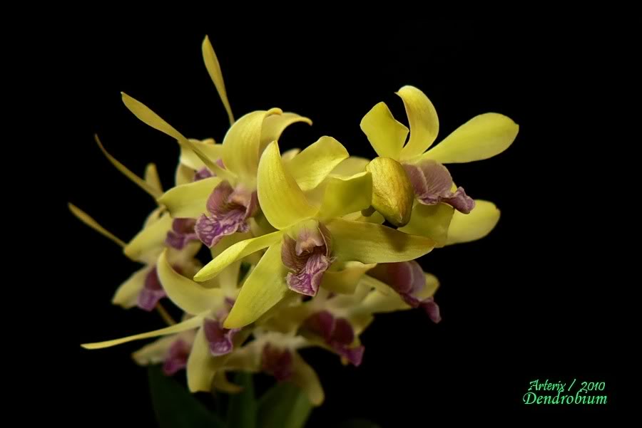 Dendrobium_Noid_01.jpg
