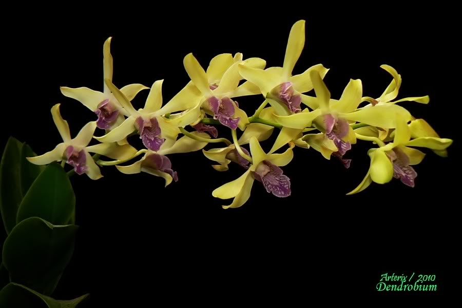Dendrobium_Noid_02.jpg