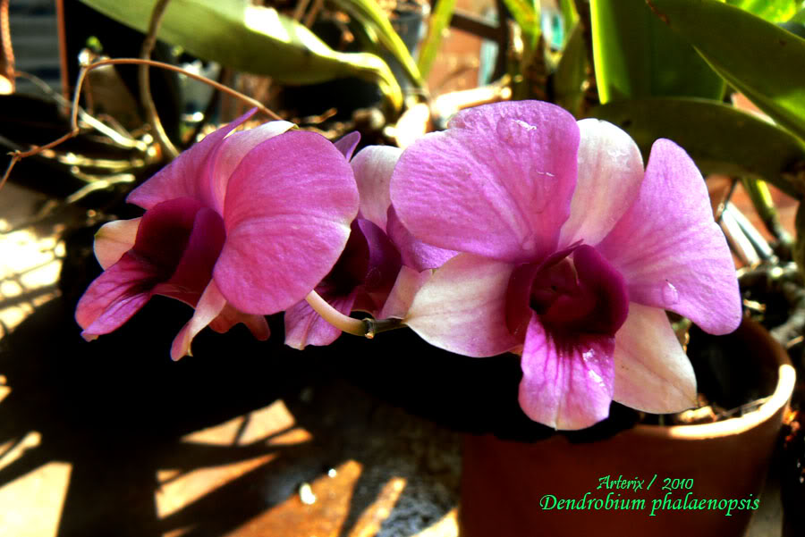 dendrobium_phalaenopsis.jpg