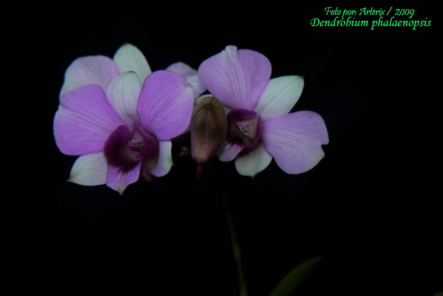 dendrobium_phalaenopsis_01.jpg