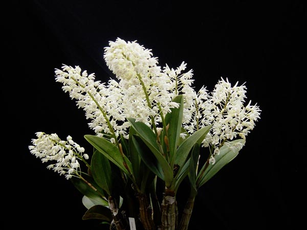Dendrobium_ruppianum_600pic.jpg
