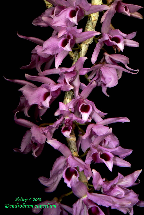 dendrobium_superbum_001.jpg