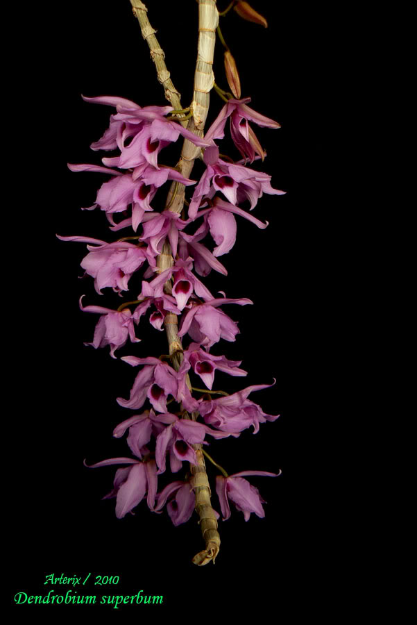 dendrobium_superbum_002.jpg